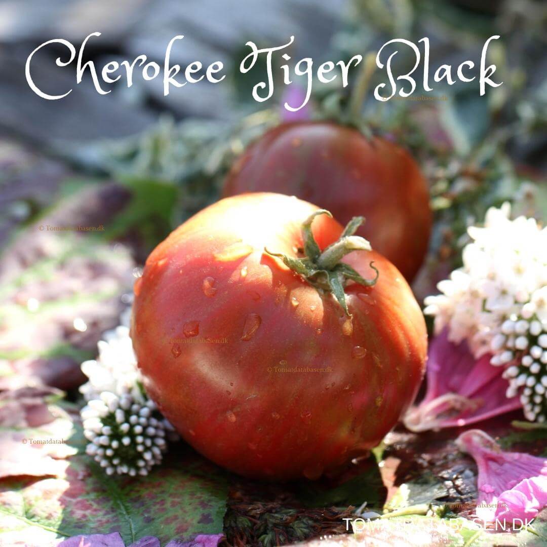 Cherokee Tiger Black Dwarf